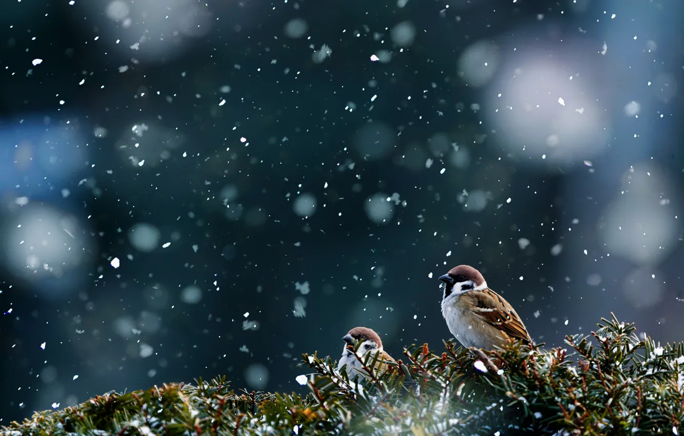 Photo wallpaper snow, birds, sparrows