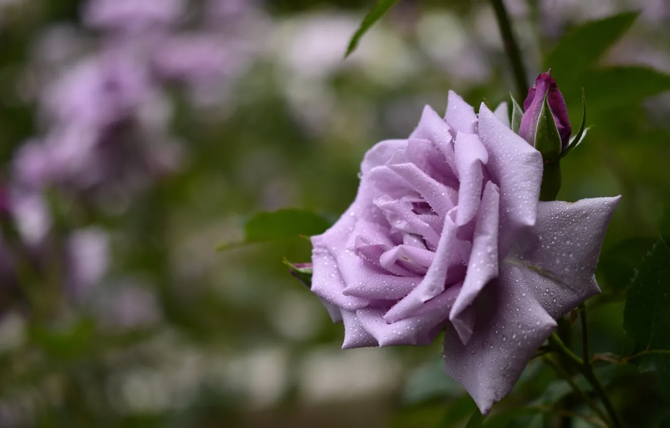 Photo wallpaper flowers, roses, petals