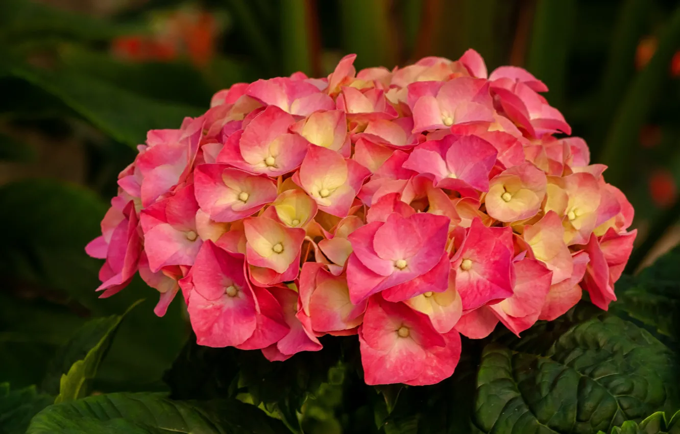 Photo wallpaper close-up, inflorescence, pink hydrangea