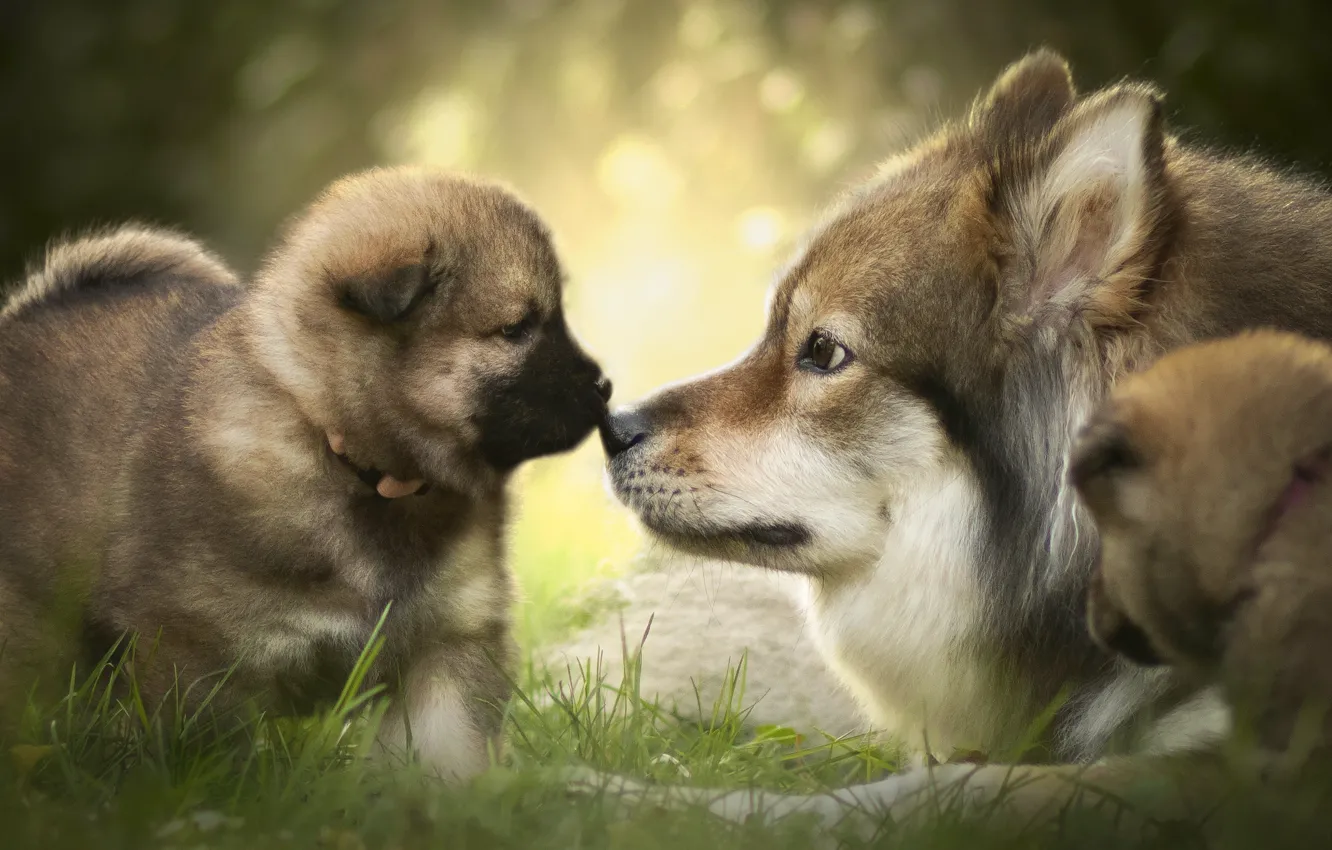 Photo wallpaper dog, puppy, mom