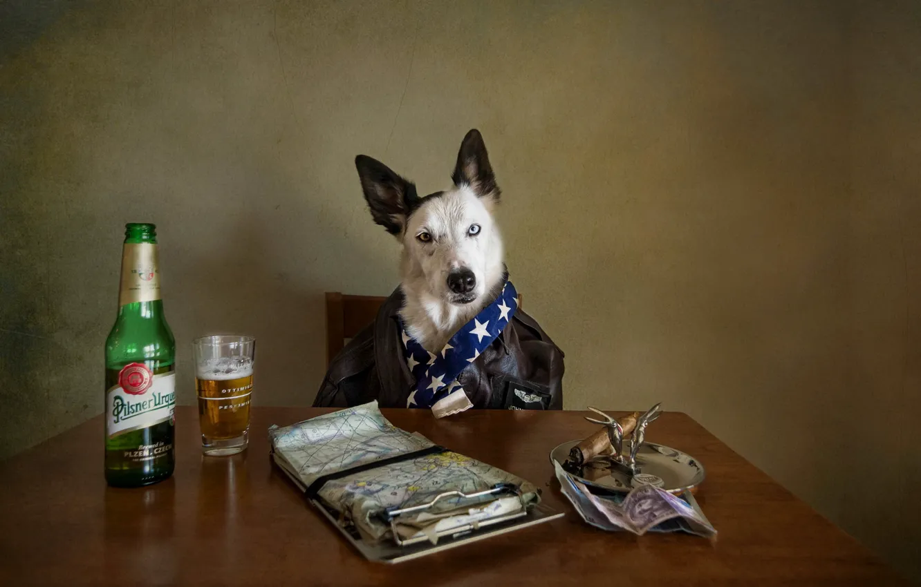 Photo wallpaper look, beer, dog