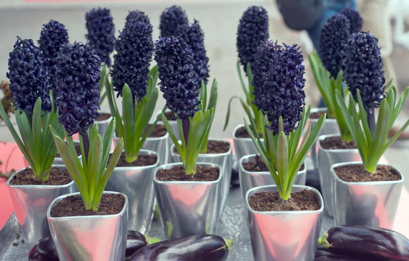 Photo wallpaper summer, flowers, pot, hyacinths