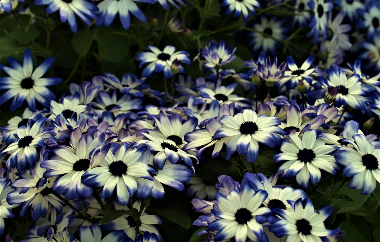 Photo wallpaper flowers, nature, a lot