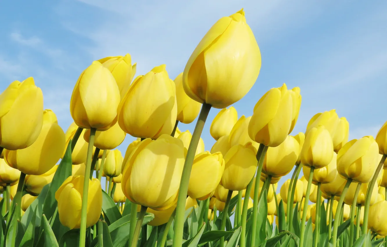 Photo wallpaper flowers, yellow, tulips