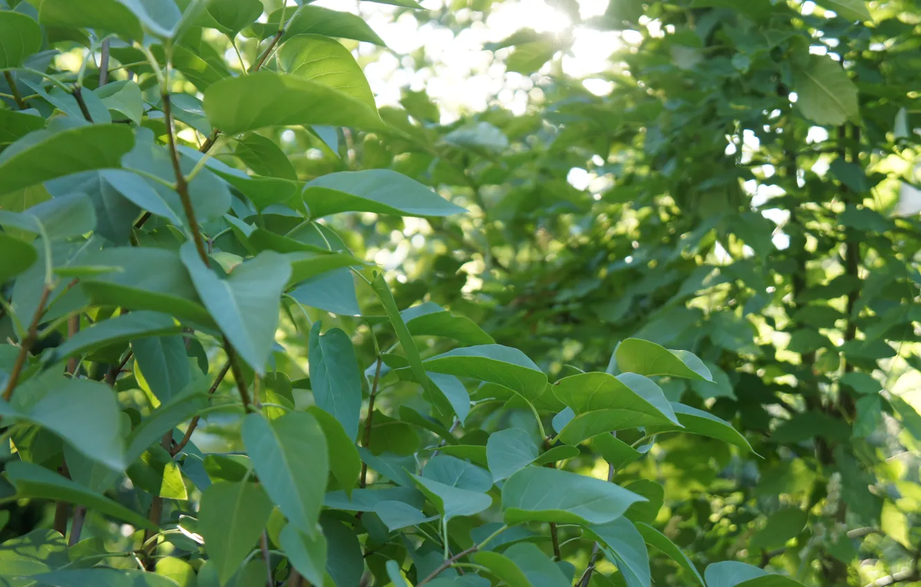 Photo wallpaper summer, leaves, nature, green, plant, lilac