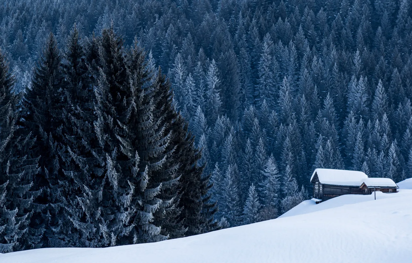 Photo wallpaper winter, forest, home