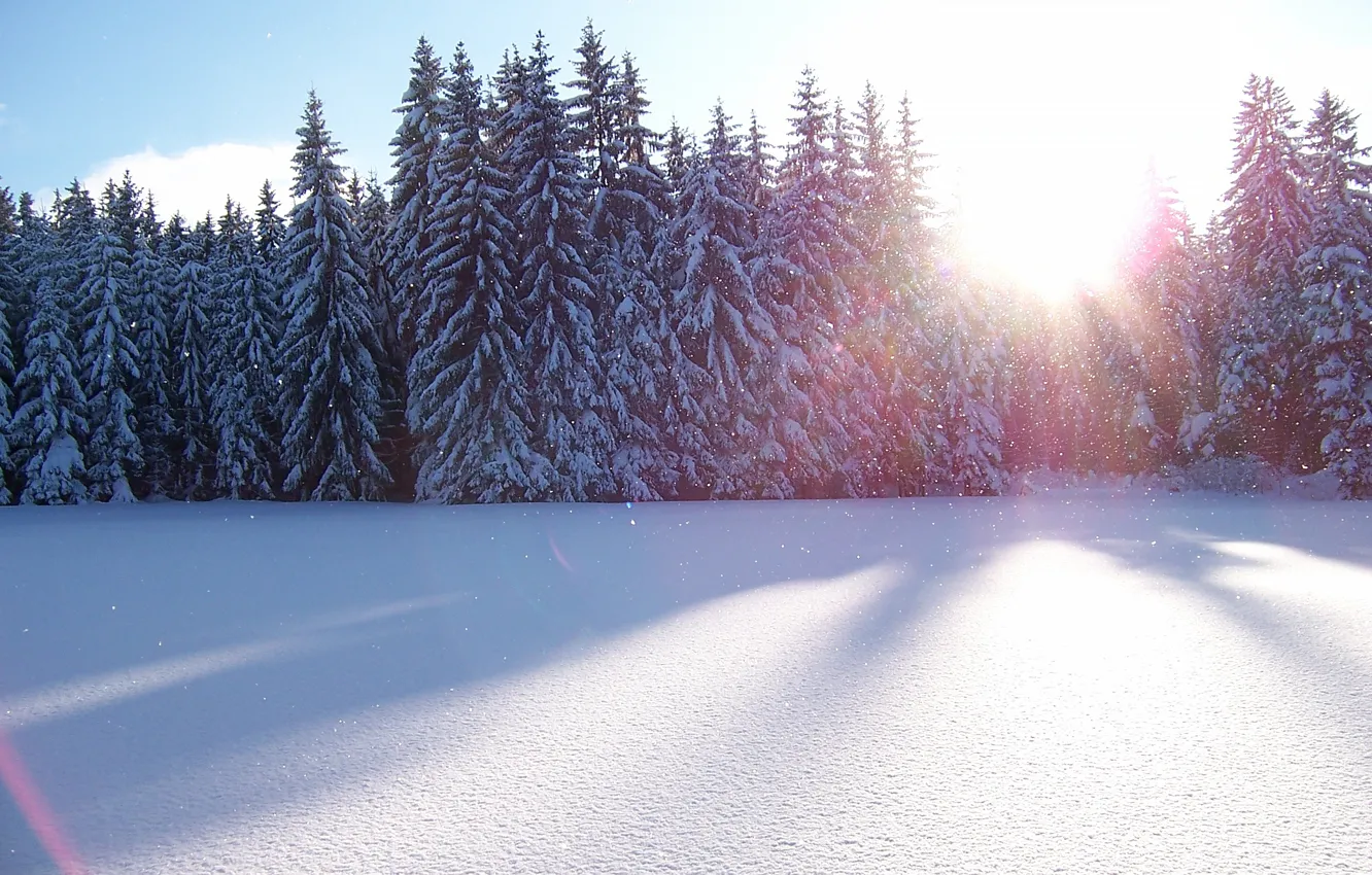 Photo wallpaper winter, forest, the sky, the sun, rays, light, snow, in the snow