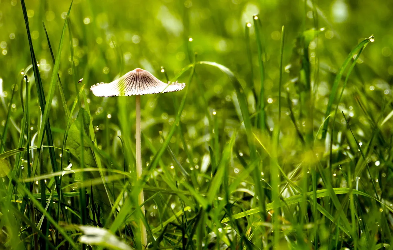 Photo wallpaper grass, macro, nature, mushrooms