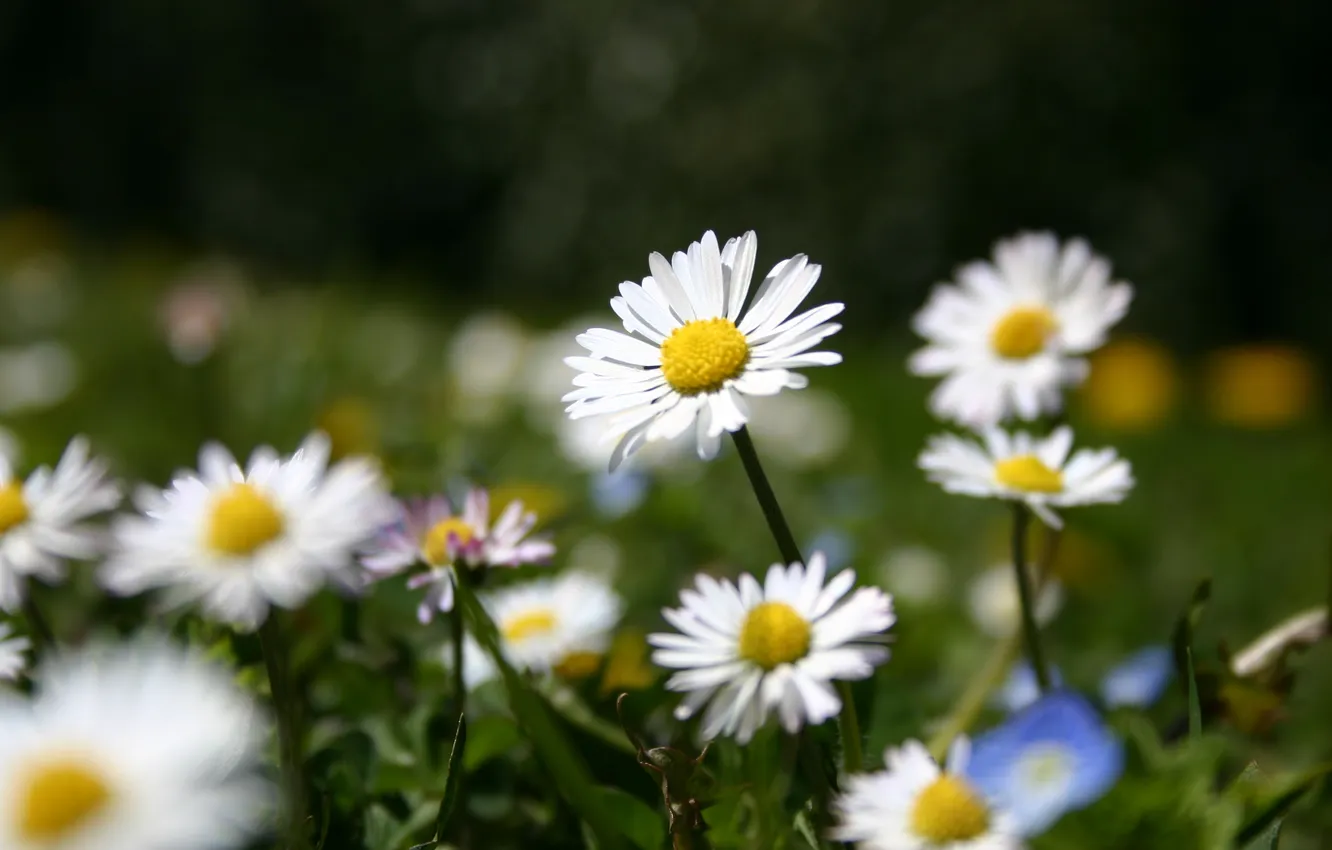 Photo wallpaper summer, grass, flowers, glade, chamomile, white