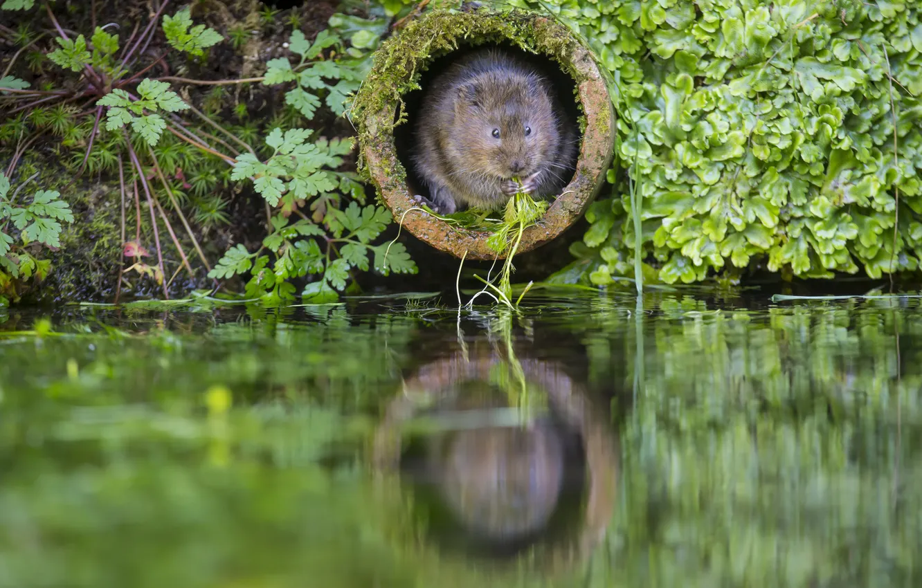 Photo wallpaper green, water, plants, pipe, The rat molehill