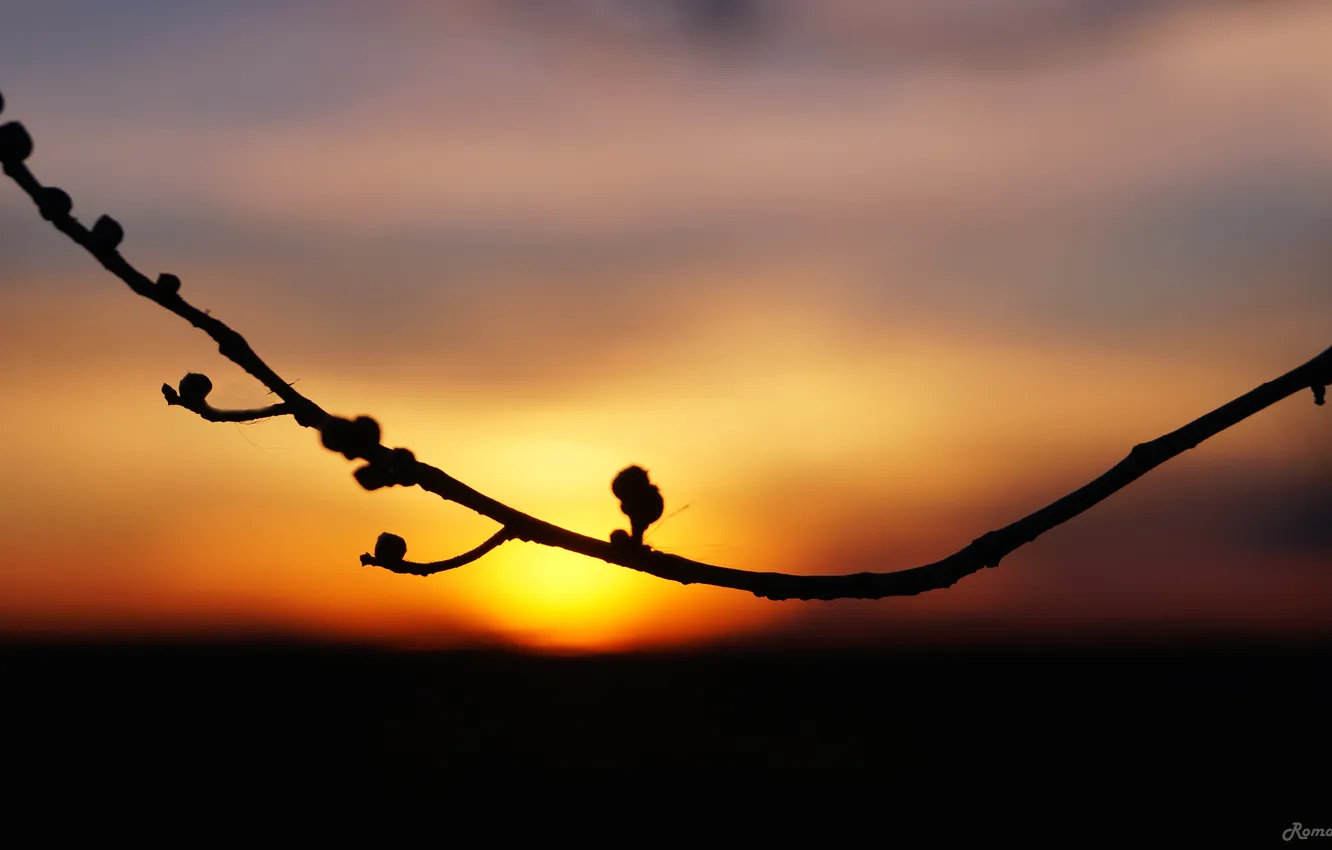 Photo wallpaper sunset, background, the evening, Branch, silhouette