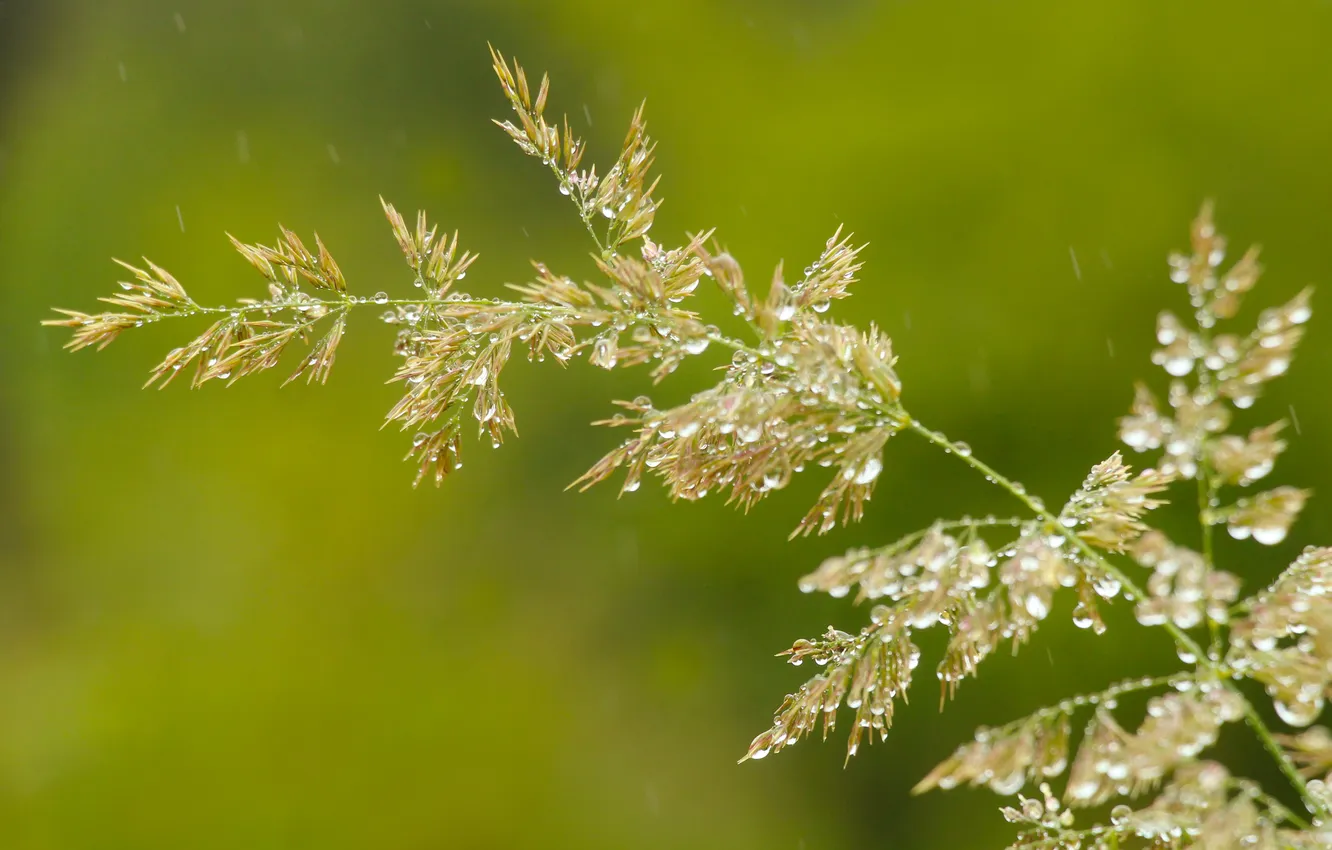 Photo wallpaper grass, drops, blades