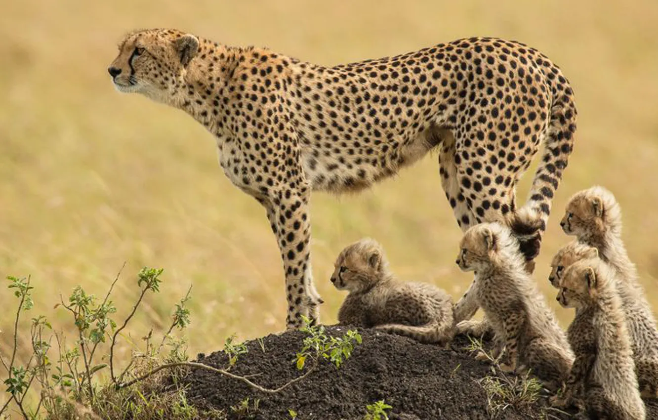 Photo wallpaper animal, wildlife, big cat, cubs, cheeta