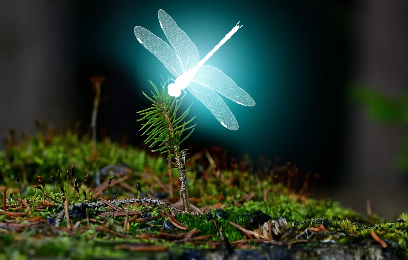 Photo wallpaper forest, landscape, bright, Dragonfly