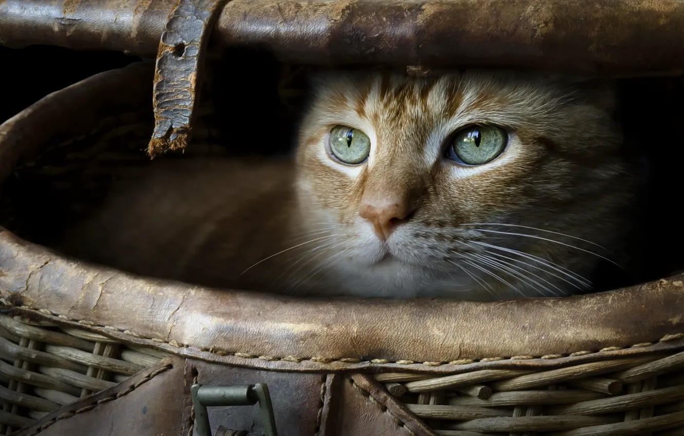 Photo wallpaper cat, background, box