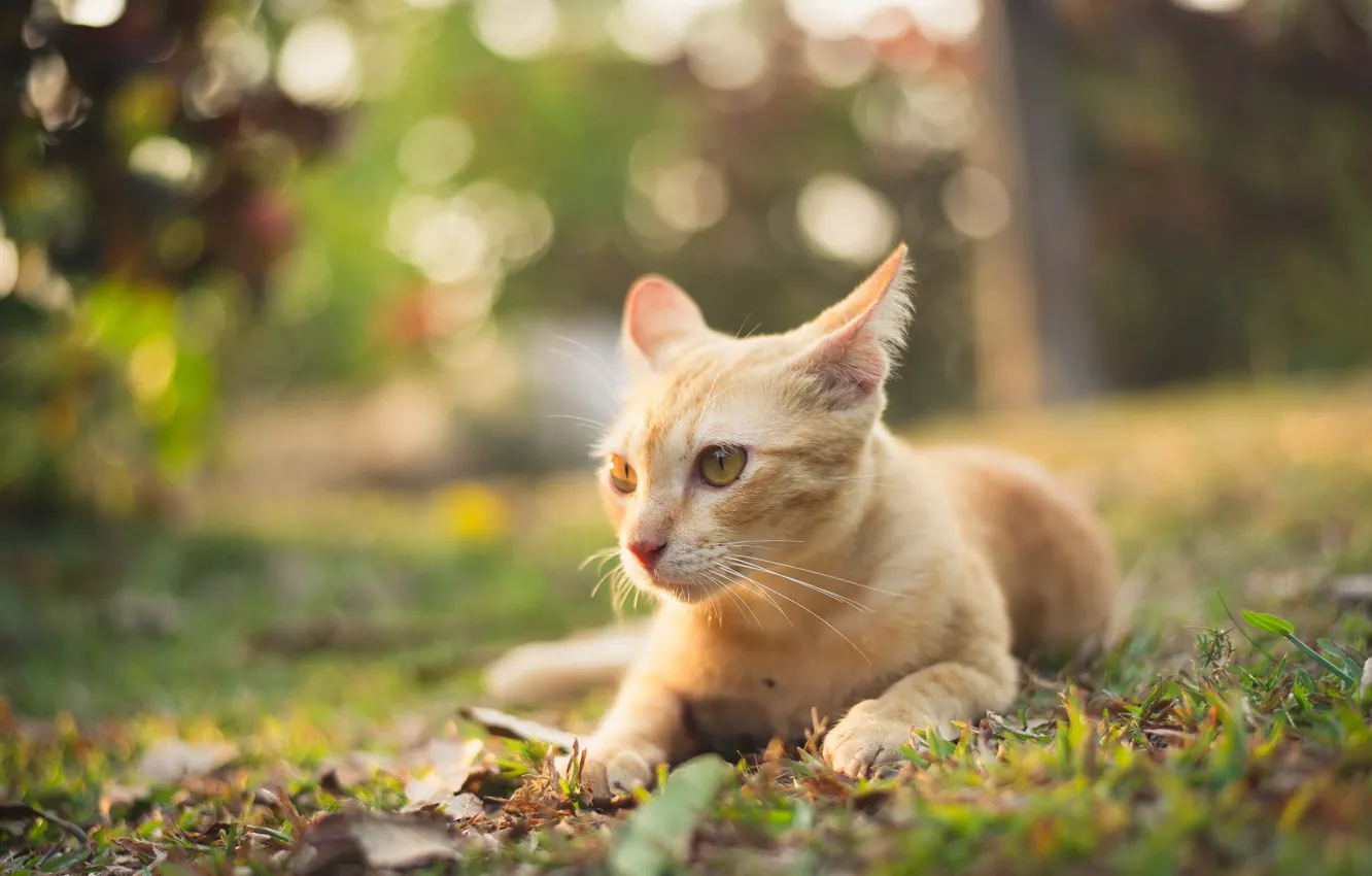 Photo wallpaper cat, summer, look