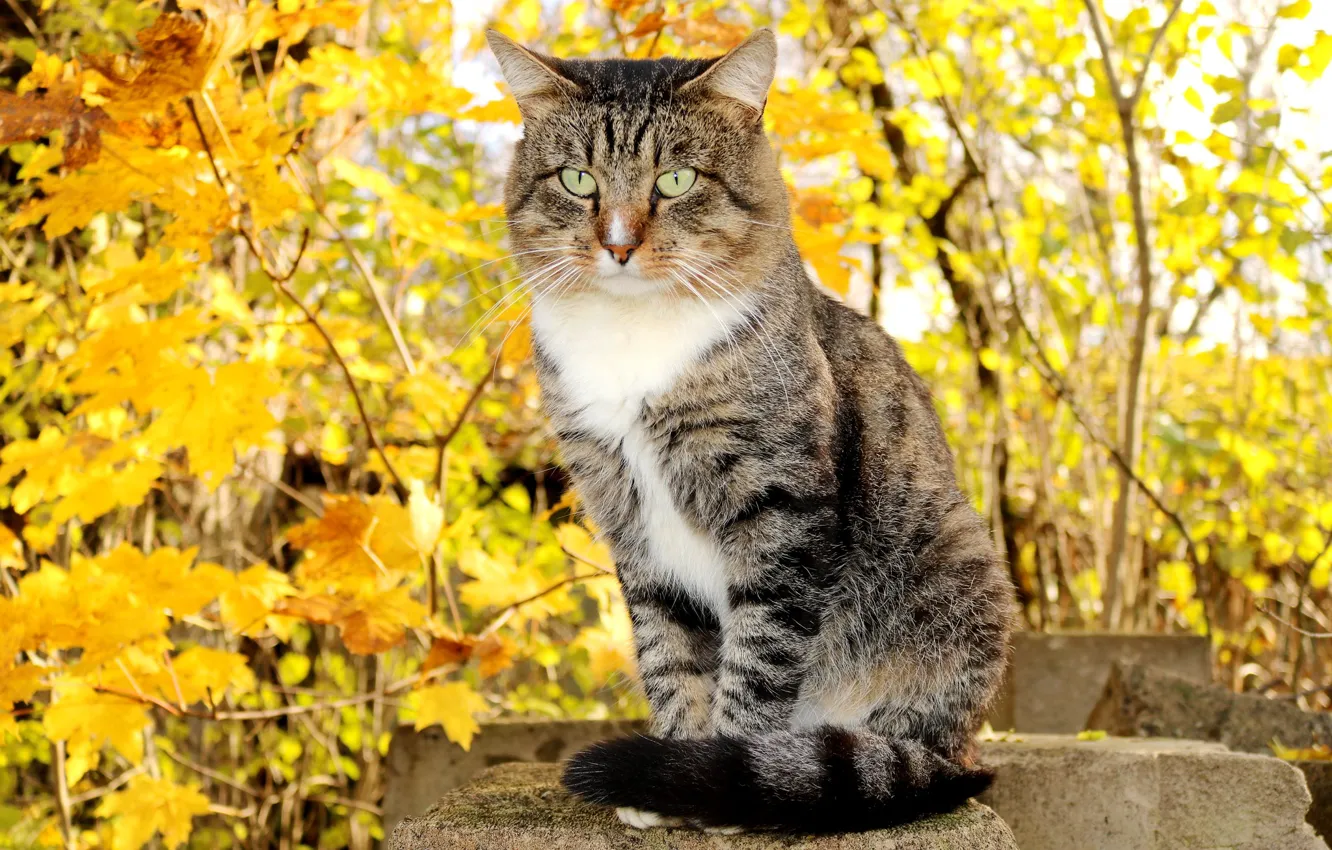 Photo wallpaper autumn, cat, cat, leaves, branches, yellow, grey, foliage