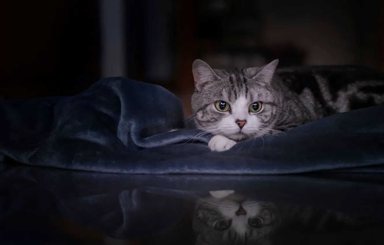 Photo wallpaper cat, cat, look, pose, reflection, table, room, portrait