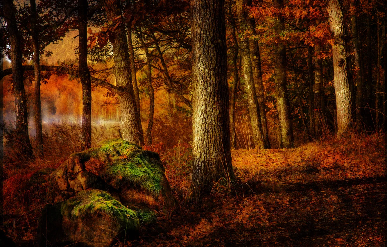Photo wallpaper forest, stones, treatment
