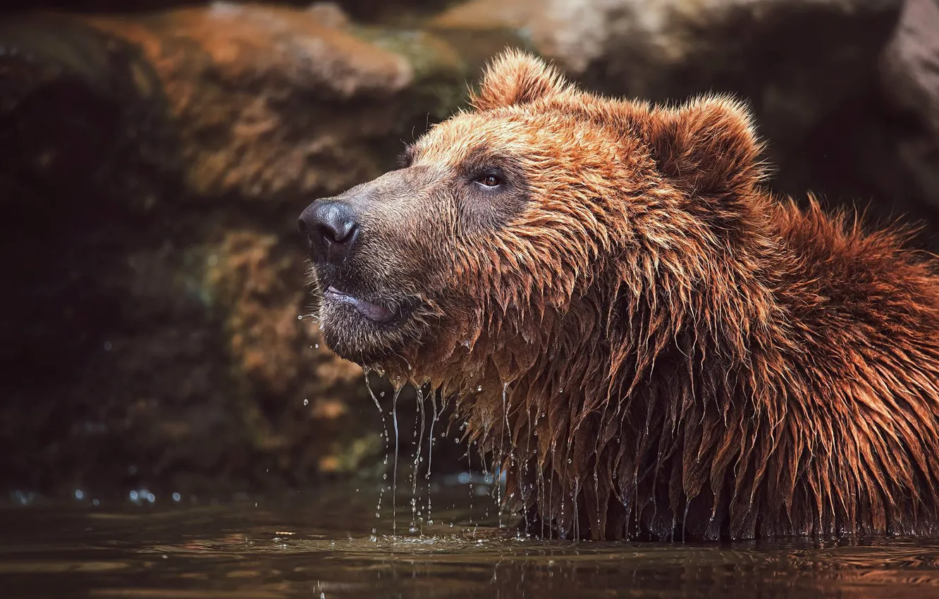 Photo wallpaper face, water, wet, bear