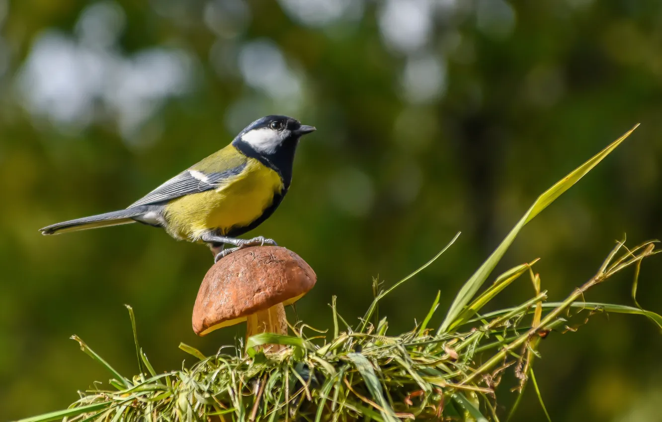 Photo wallpaper autumn, bird, photohunt, Big tit