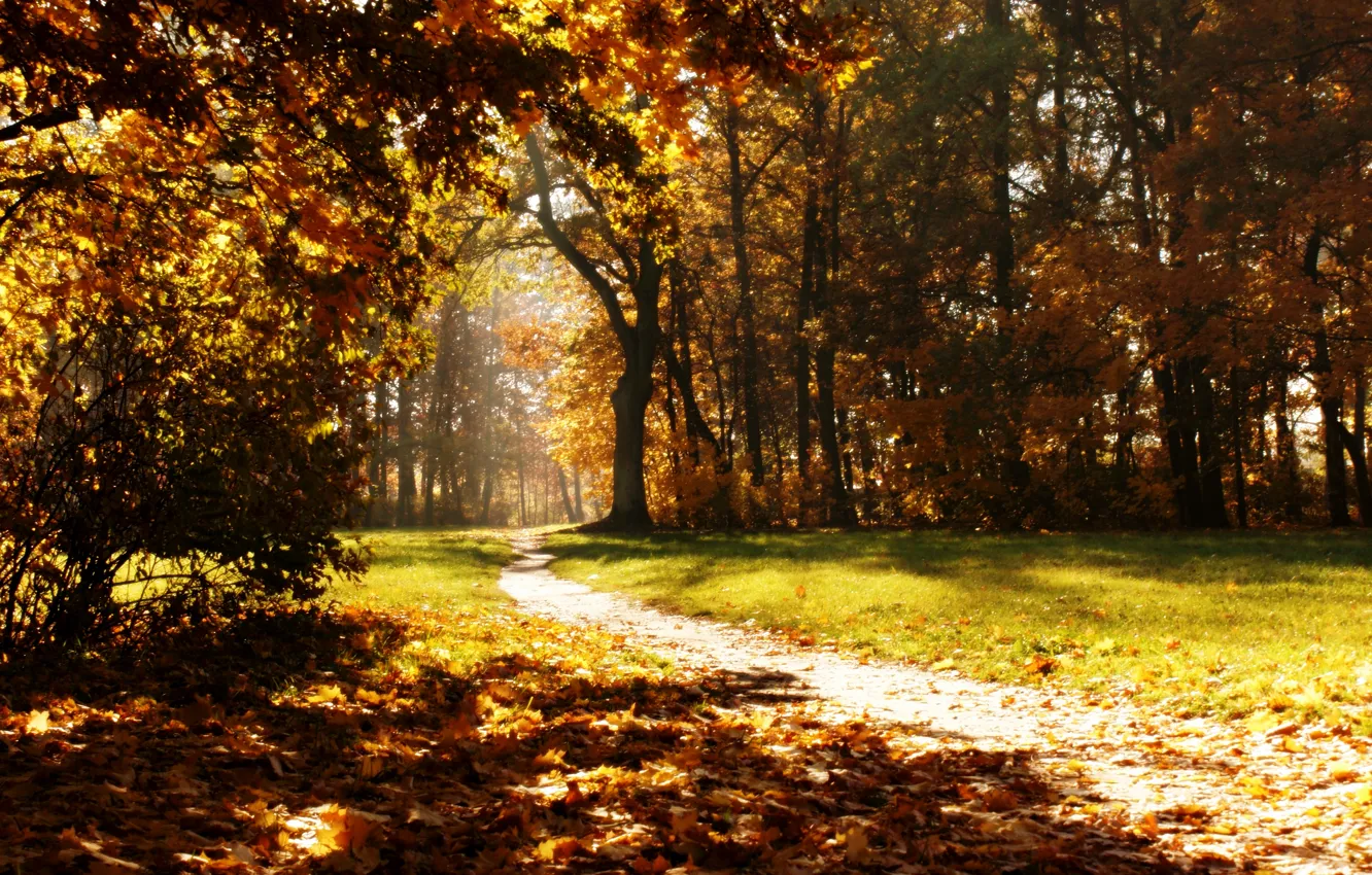 Photo wallpaper autumn, nature, Park, trail, autumn, path