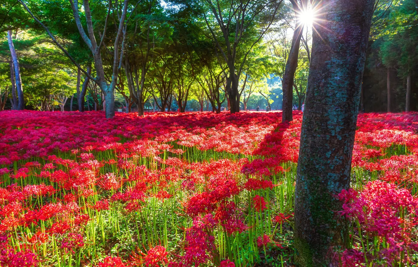 Photo wallpaper summer, the sun, trees, flowers, red, Park, thickets, glade