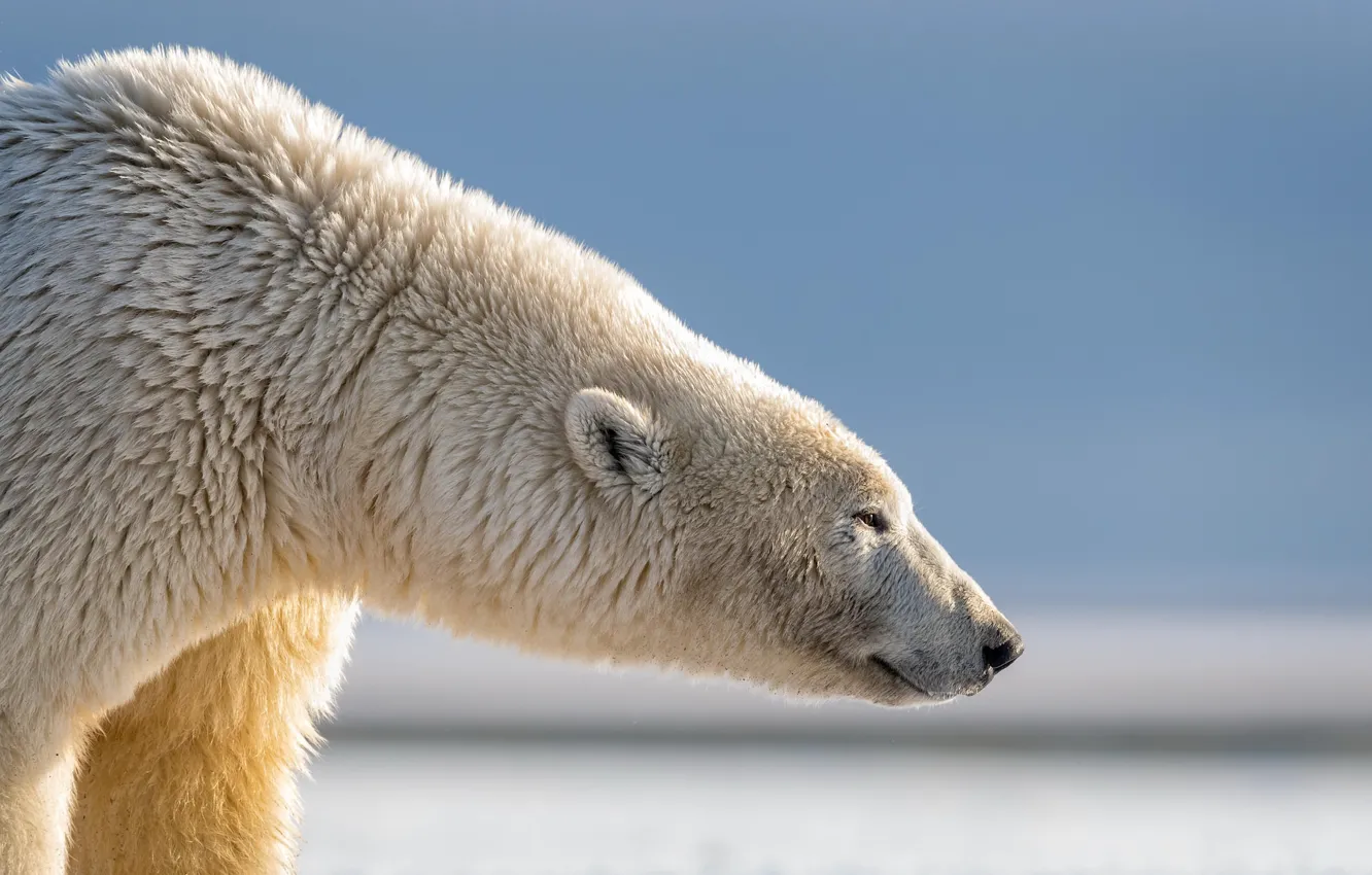 Photo wallpaper nature, beast, polar bear