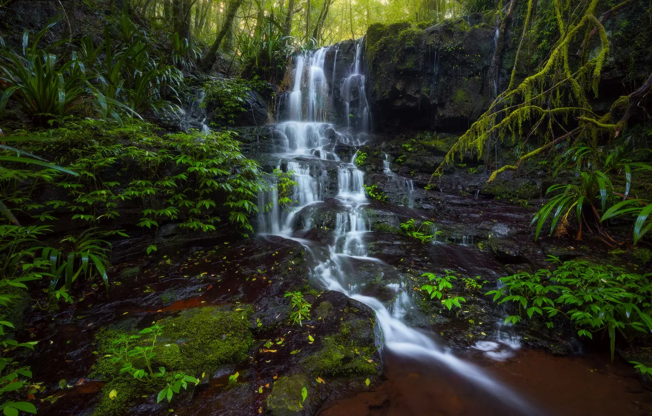 Photo wallpaper forest, nature, stream, waterfall