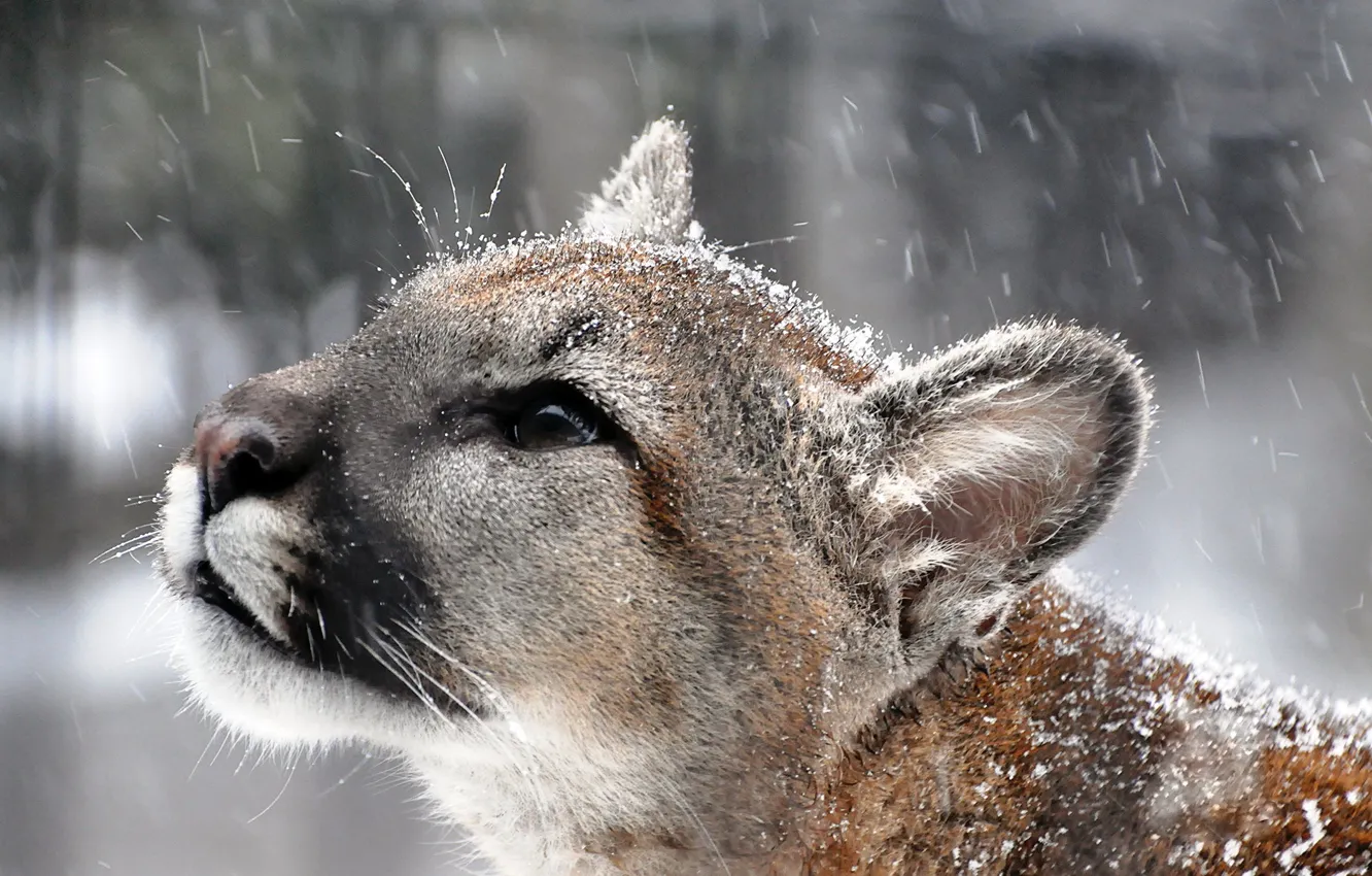 Photo wallpaper mustache, look, face, snow, predator, profile, Puma, mountain lion