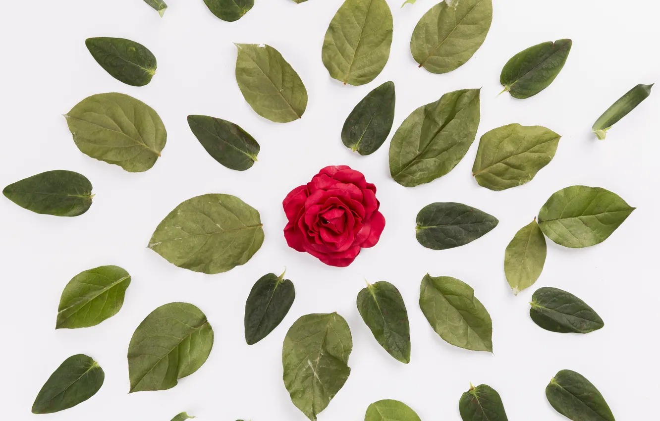 Photo wallpaper flower, leaves, background, Rose