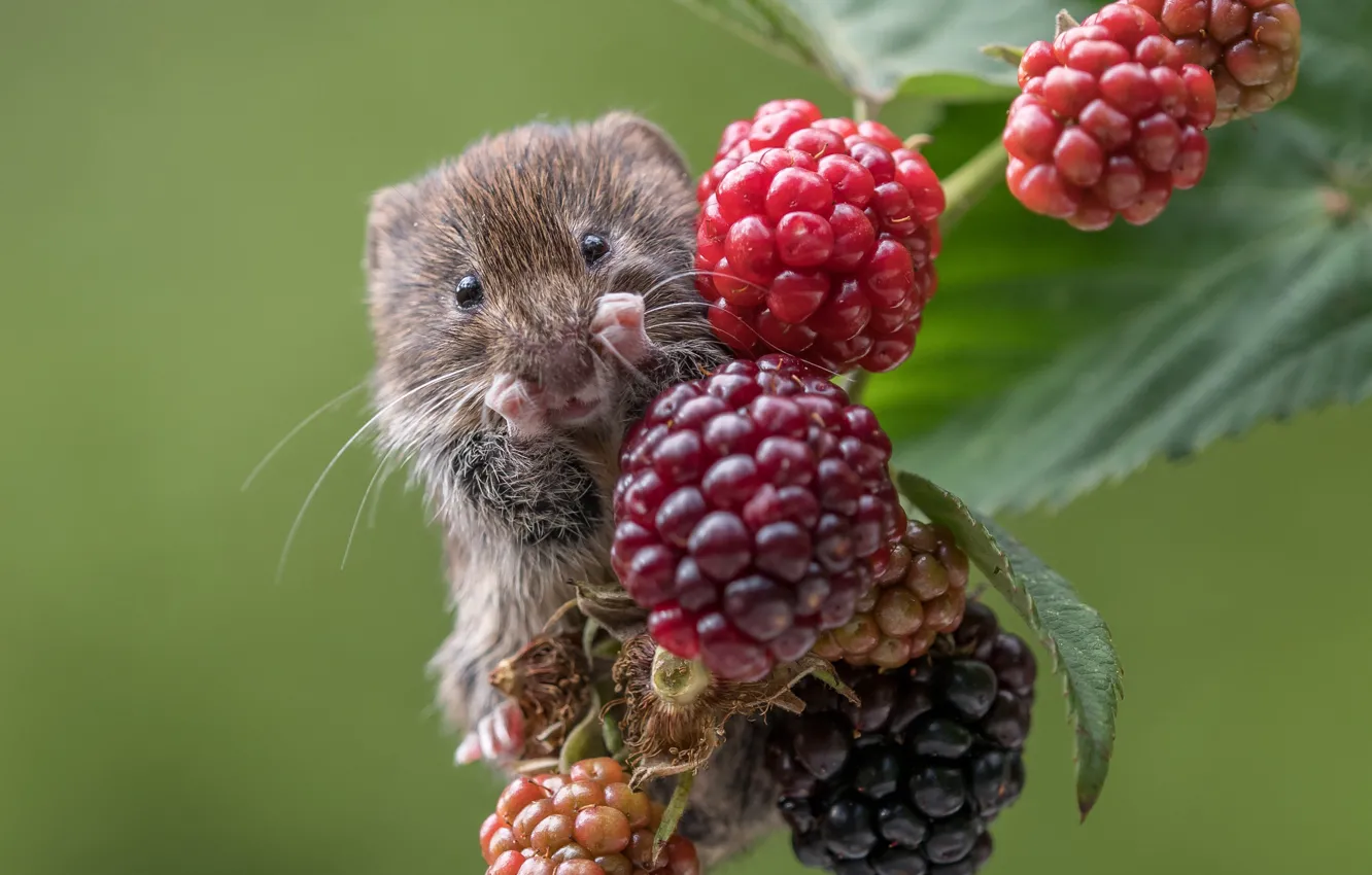 Photo wallpaper berries, raspberry, background, branch, rodent, Bank vole