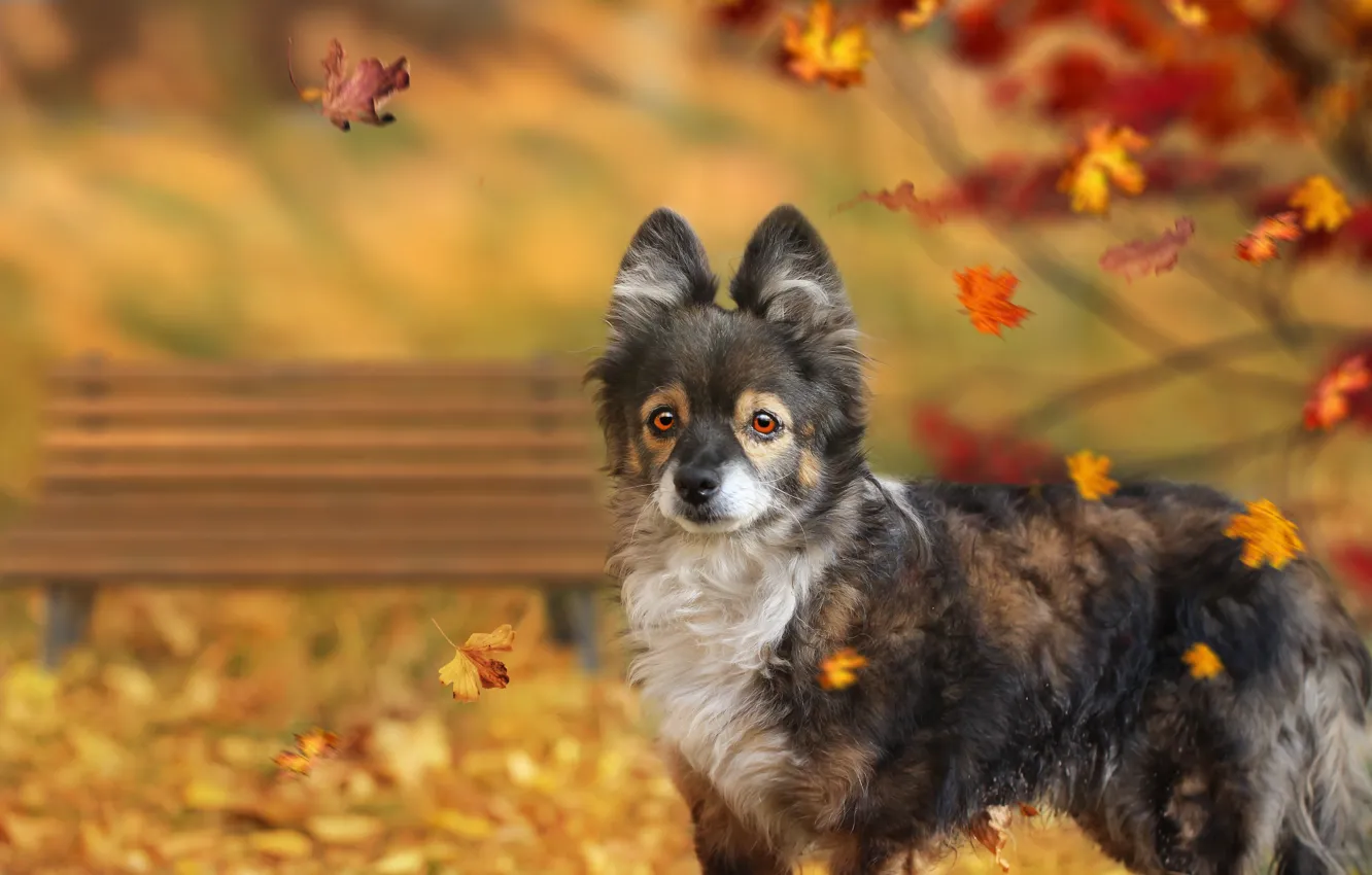 Photo wallpaper autumn, leaves, background, dog