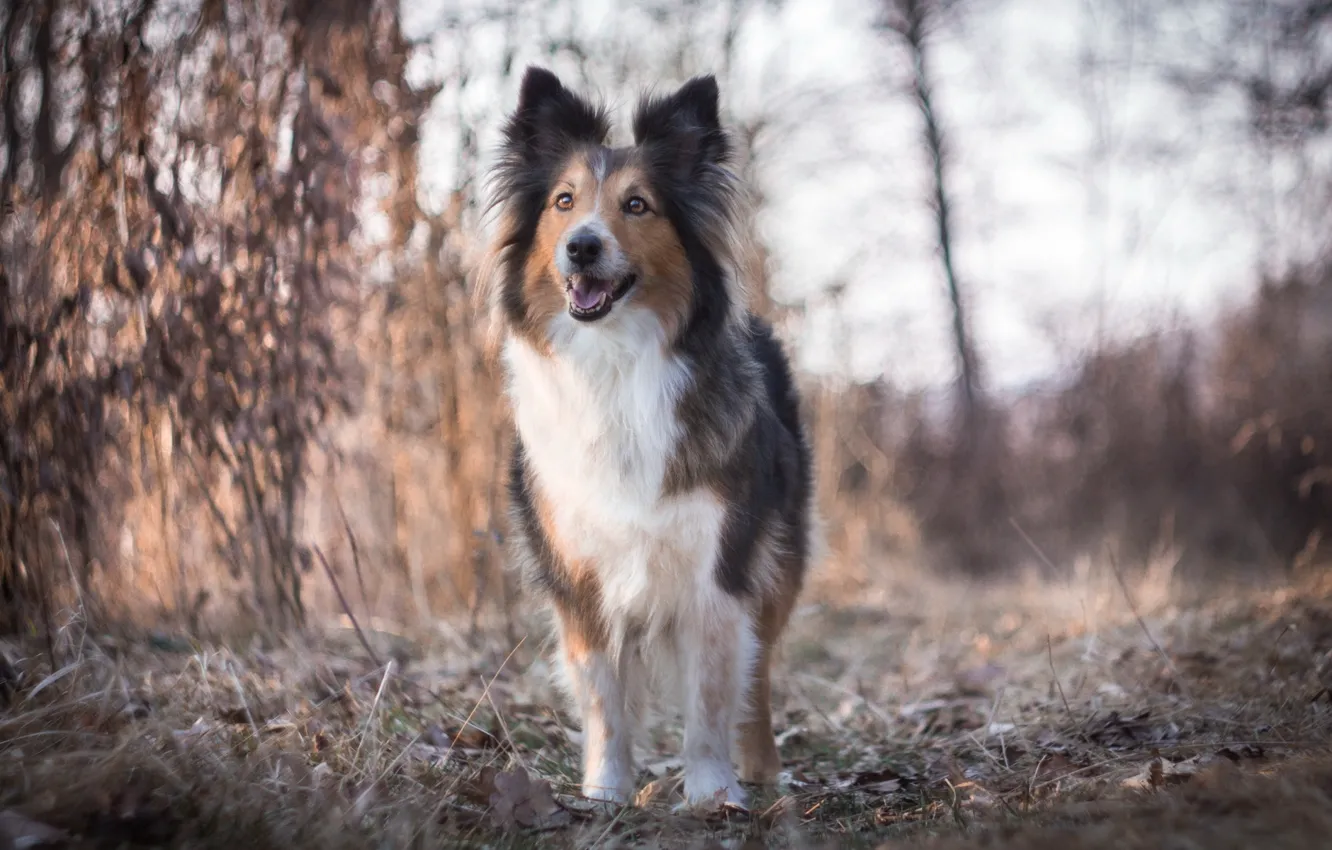 Photo wallpaper look, each, dog