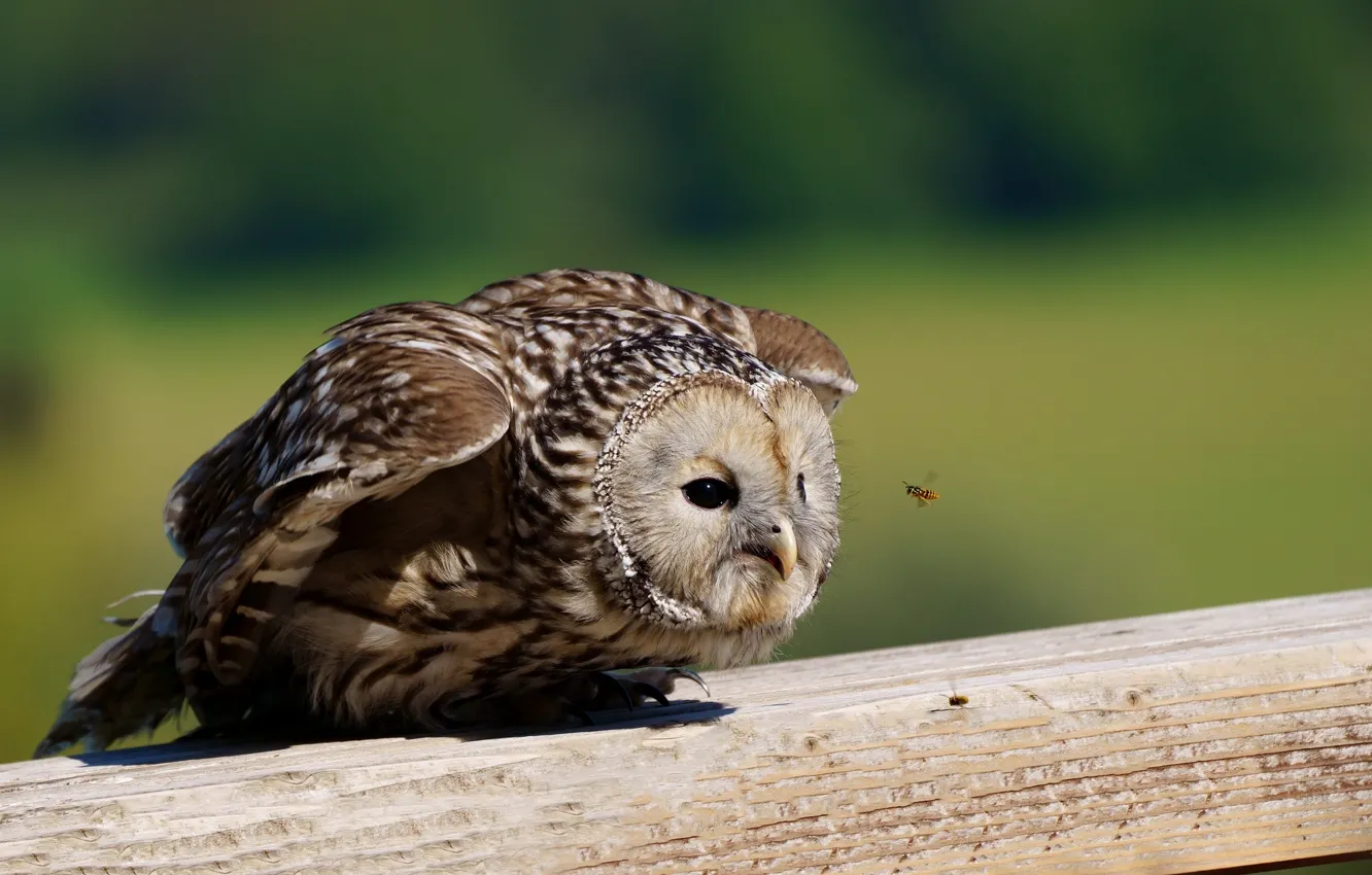 Photo wallpaper bee, owl, familiarity