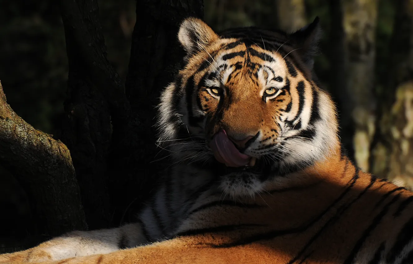 Photo wallpaper language, look, tiger, predator