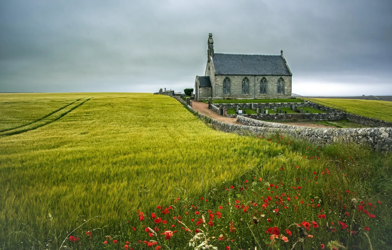 Photo wallpaper greens, field, the sky, clouds, flowers, red, overcast, Maki