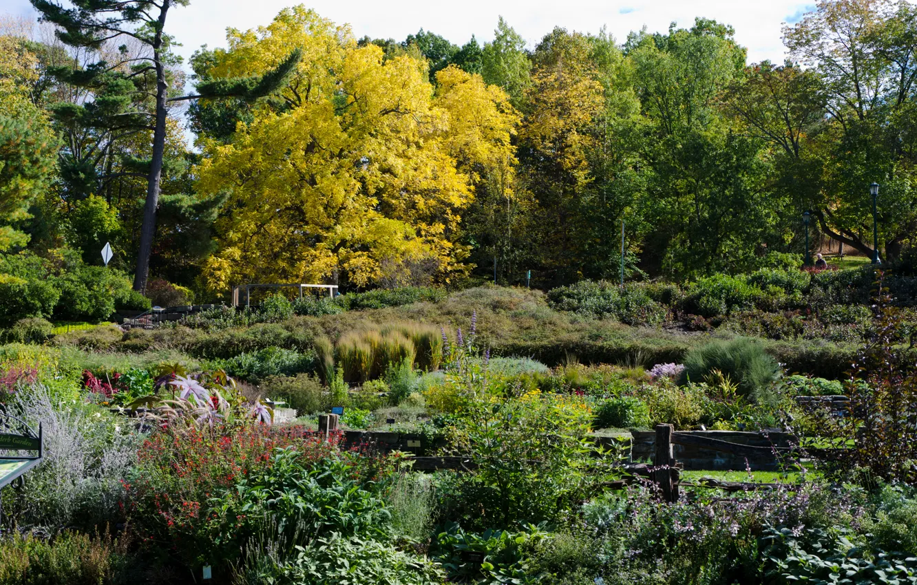 Photo wallpaper autumn, nature, Park, plant, garden, USA, USA, nature