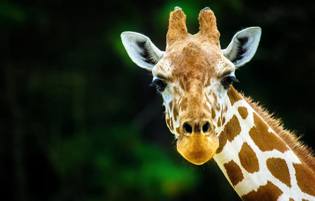 Photo wallpaper portrait, giraffe, face