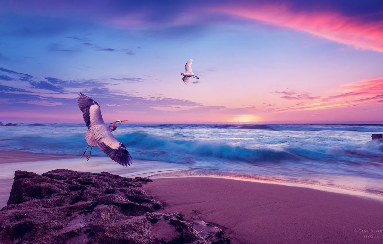 Photo wallpaper sea, the sky, sunset, shore, seagulls, stork
