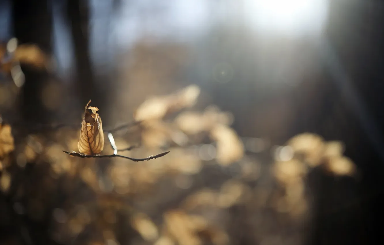 Photo wallpaper leaves, macro, nature