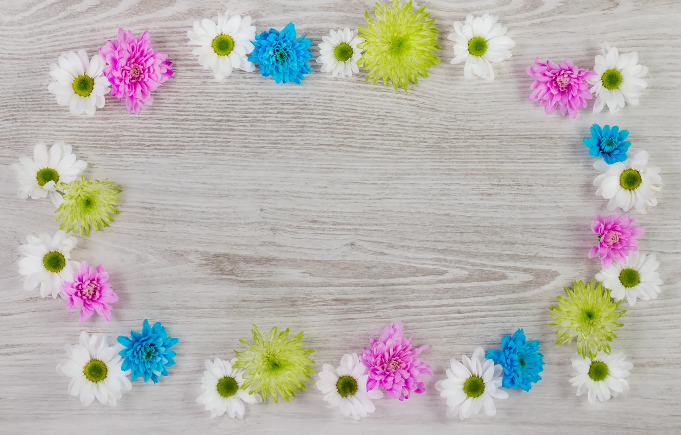 Photo wallpaper flowers, colorful, white, chrysanthemum, wood, blue, pink, flowers