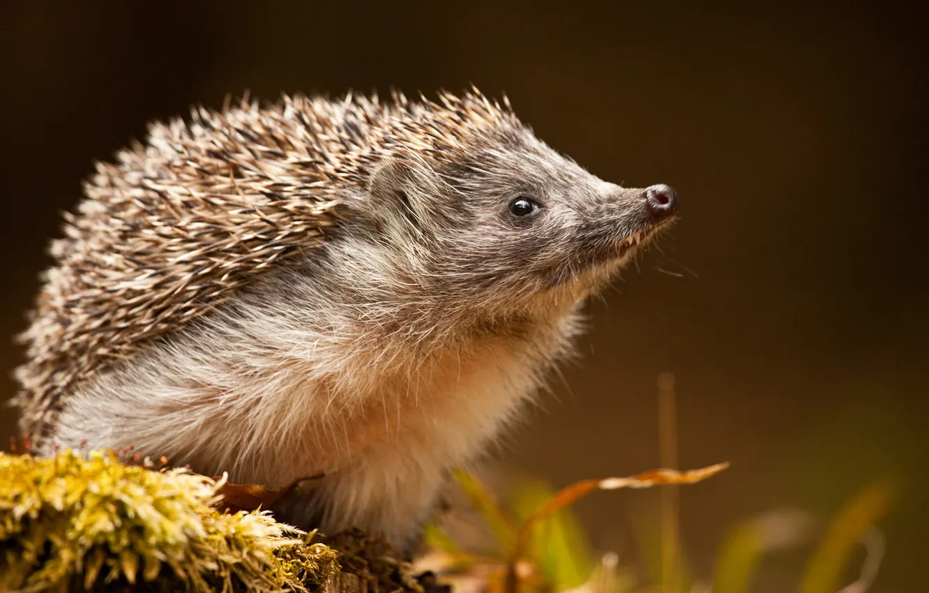 Photo wallpaper autumn, portrait, face, hedgehog