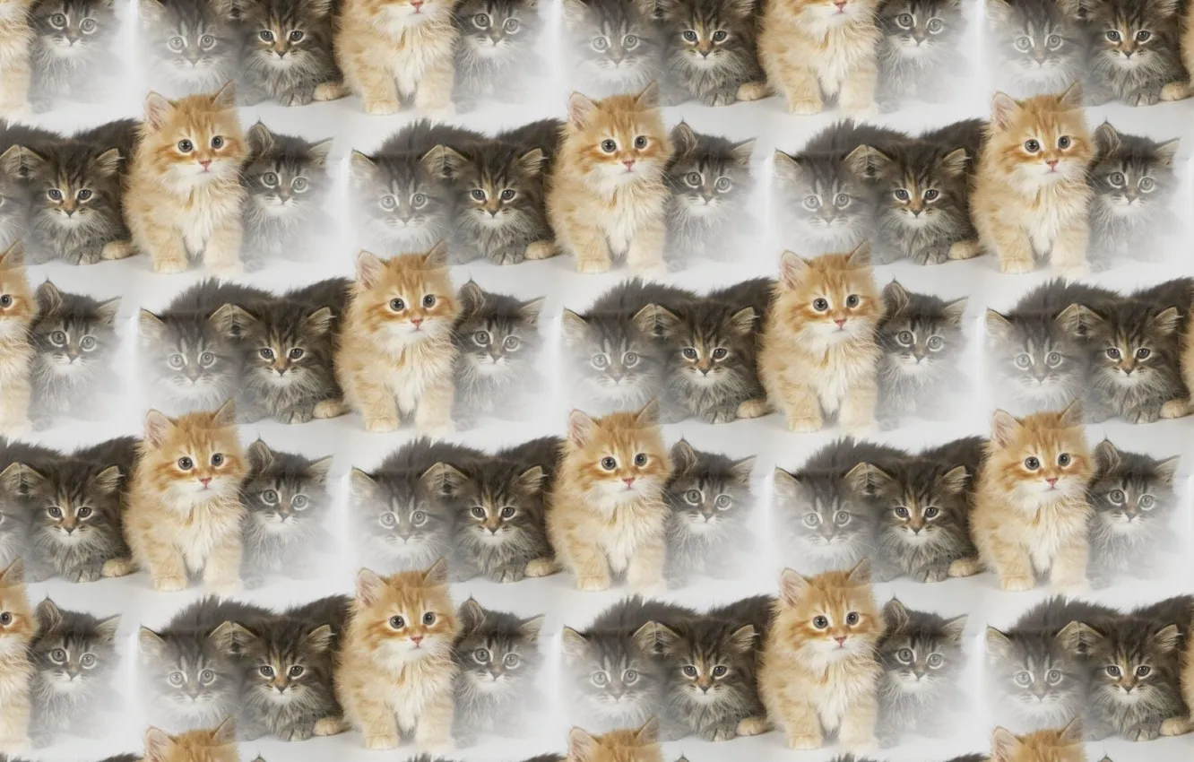 Photo wallpaper background, texture, kitty, pussy, family