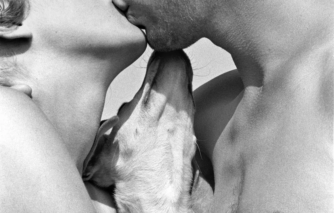 Photo wallpaper 1988, retro photography, Puppy love, Harold Feinstein