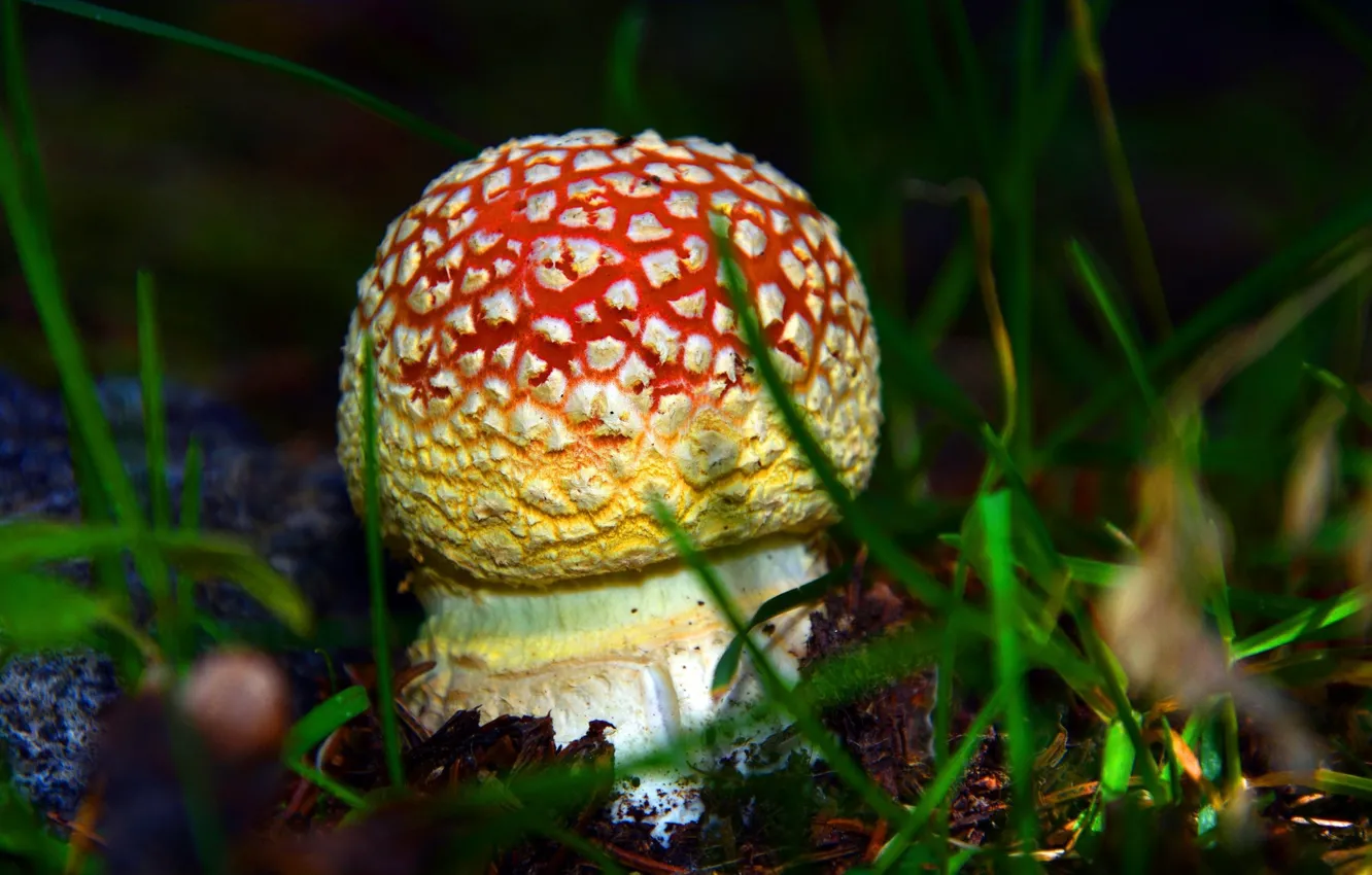 Photo wallpaper mushrooms, mushroom, fungus