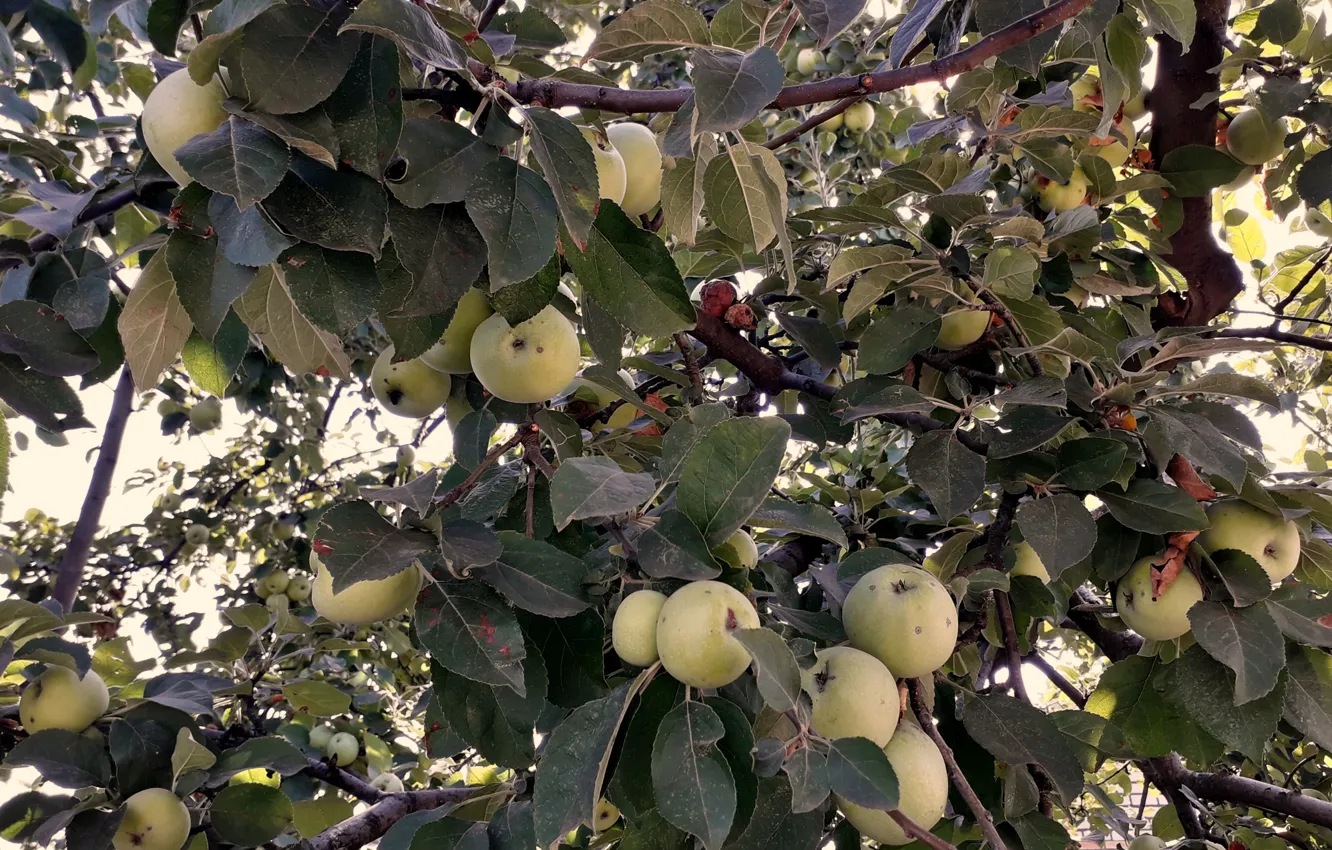 Photo wallpaper garden, harvest, Apple