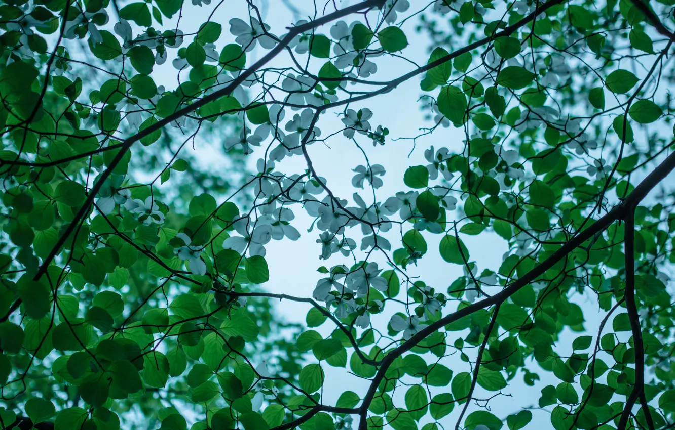 Photo wallpaper trees, branches, spring, flowering, dogwood
