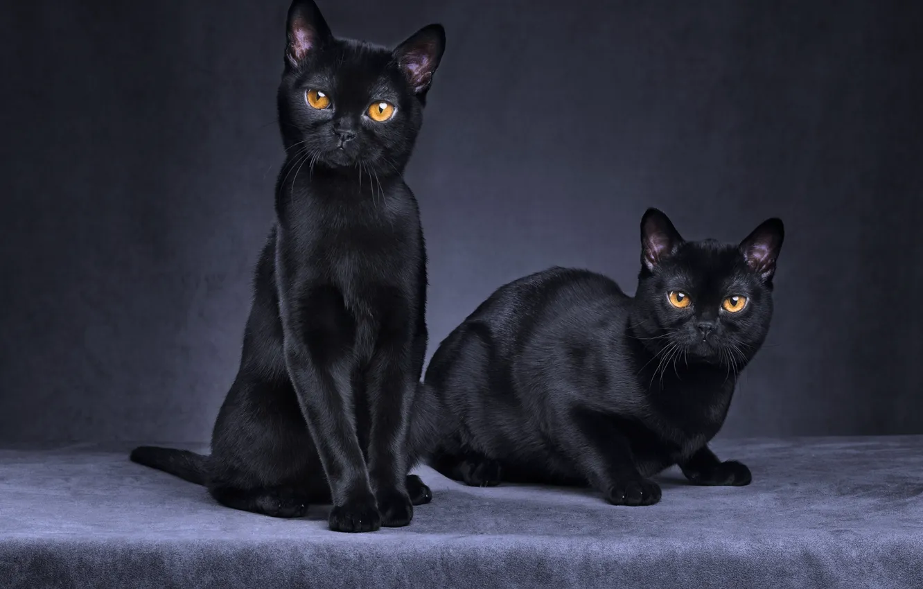 Photo wallpaper cat, cat, look, pose, the dark background, black, fabric, a couple