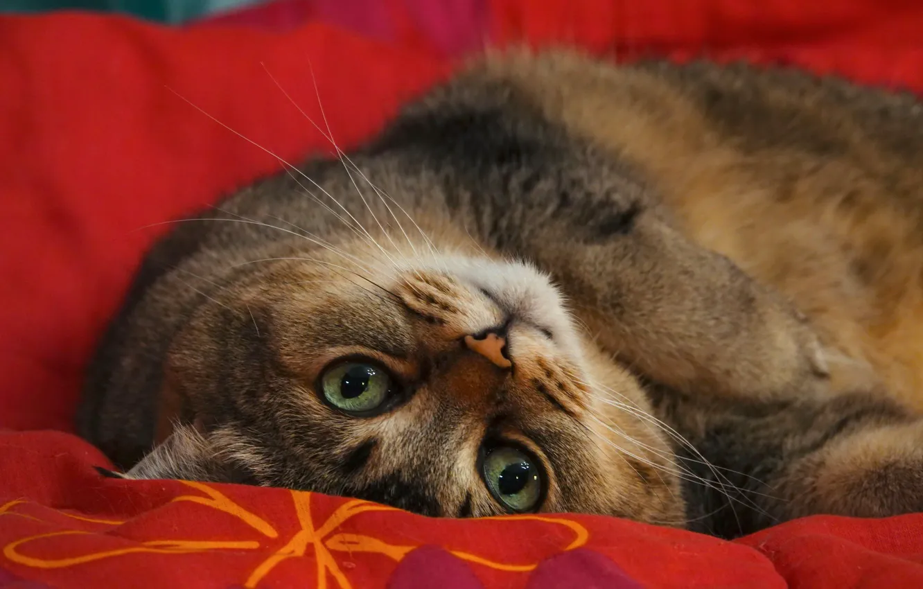 Photo wallpaper cat, cat, look, red, blanket, green eyes, thick, chubby